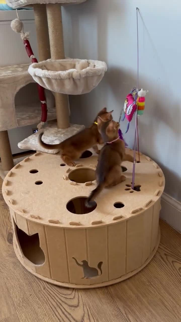 Abyssinian cats for sale: Abyssinian kittens  - Video 3