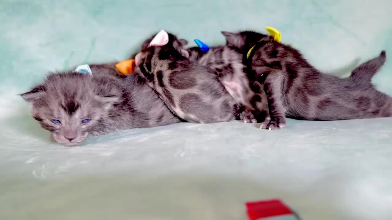 Bengal cats for sale: Rare Bengal Kittens Black, Smoke & Charcoal - Video 1