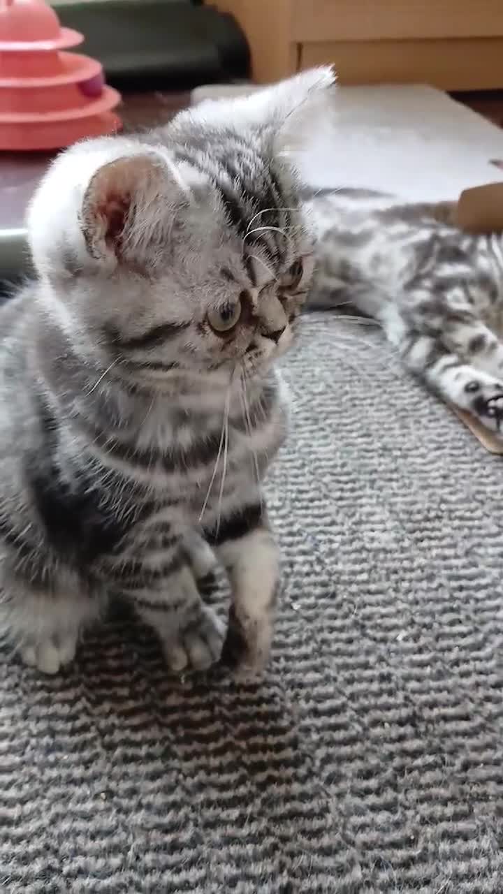 British Shorthair cats for sale: Bsh. Silver  Tabby  kitten. - Video 2