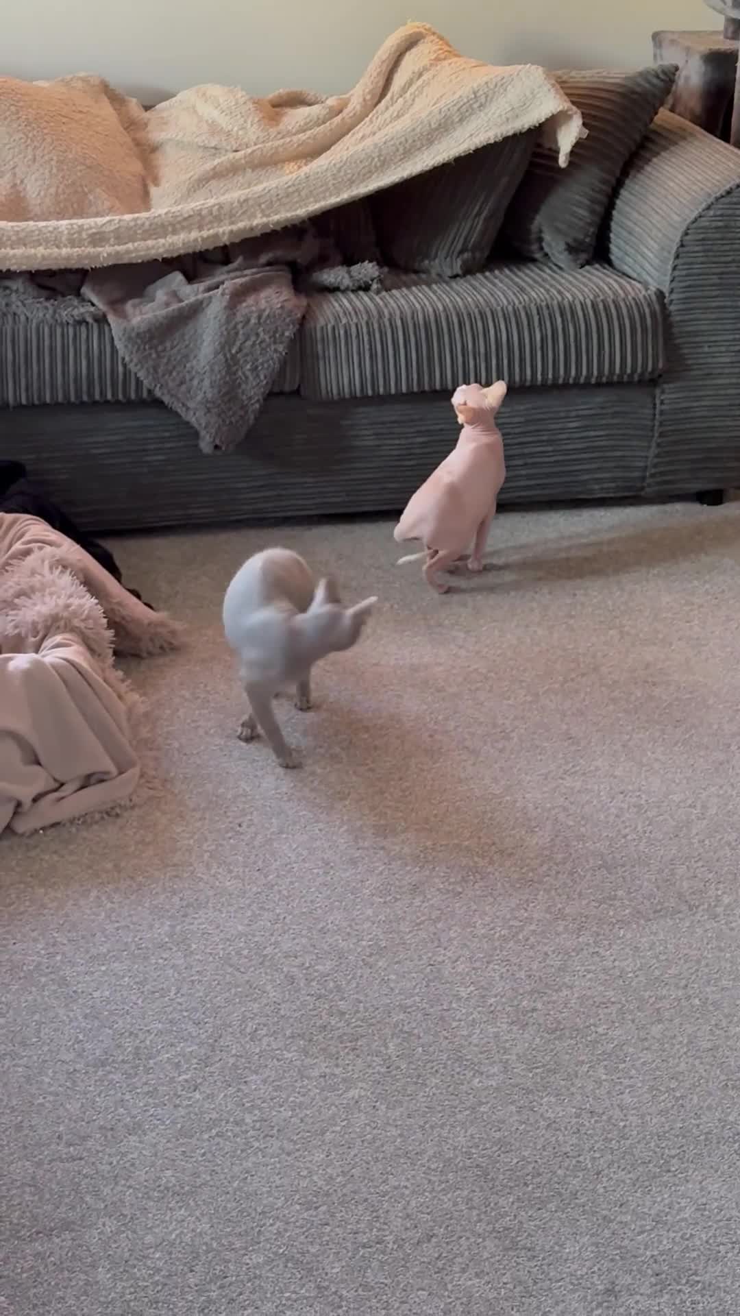 Sphynx cats for sale: Sphynx boy and girl 1 year old in Portsmouth - Video 1