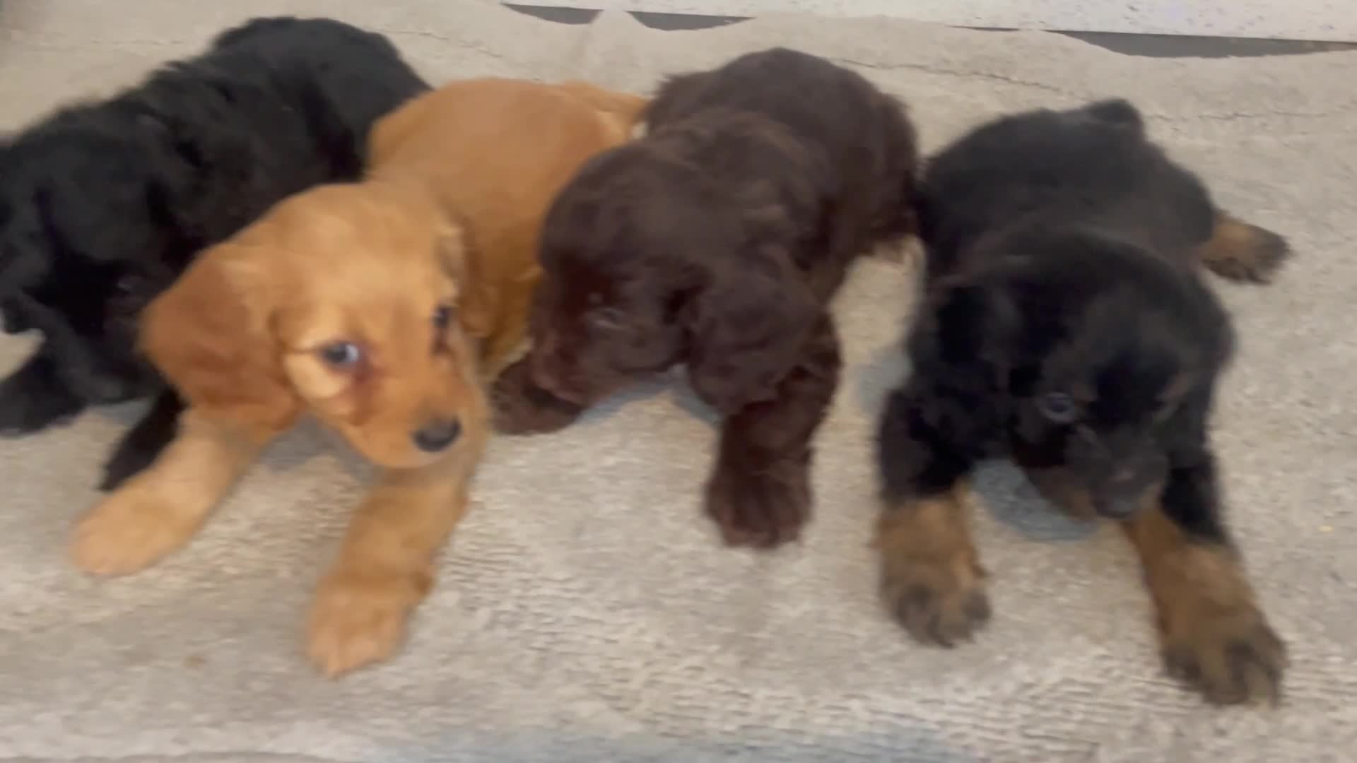 Cockapoo dogs for sale: F1 cockapoo - Video 2