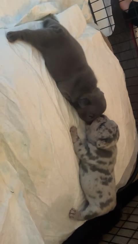French Bulldog dogs for stud: French bull dog merle stud  in Willenhall - Video 1