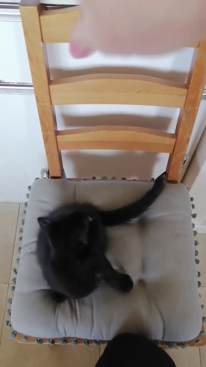 Mixed Breed cats for sale: 😻  kittens 🐾🐈 - Video 1