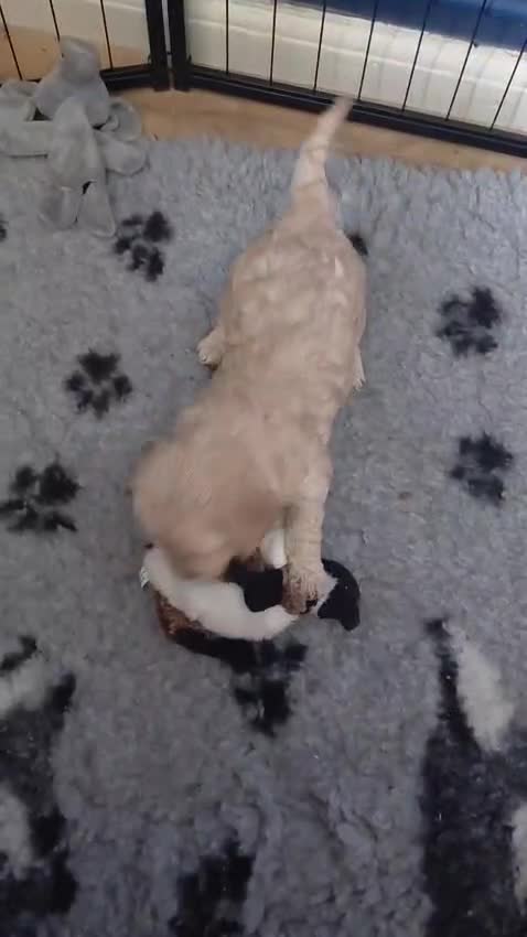 Cockapoo dogs for sale: READY NOW F1 Cockapoo boys  - Video 1