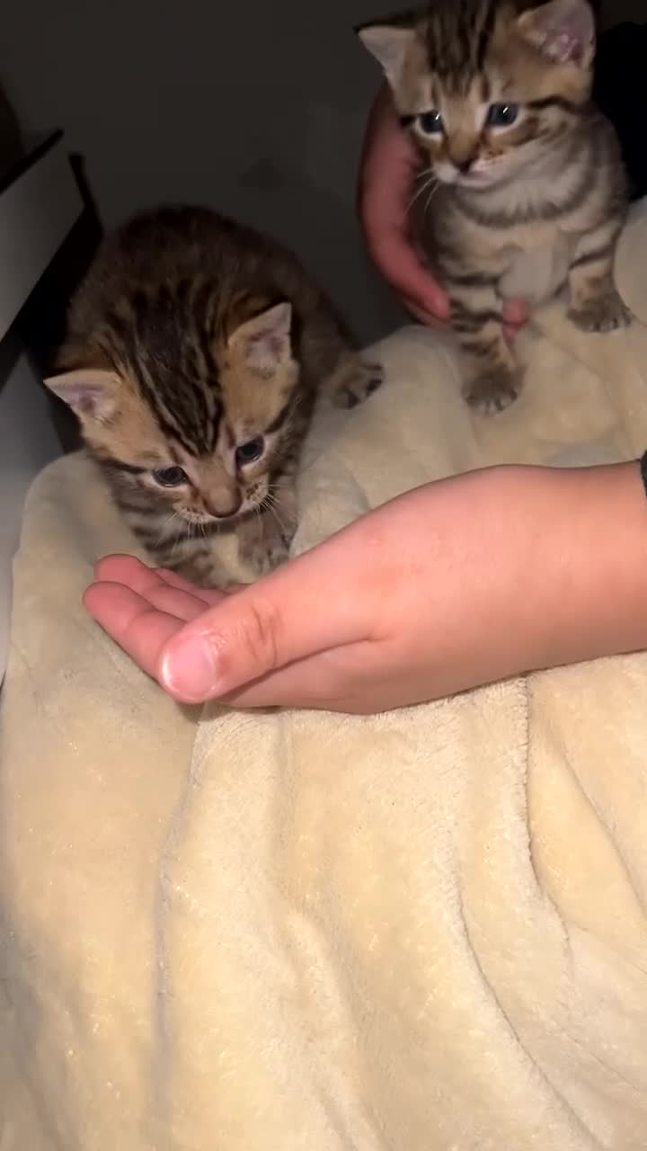 Mixed Breed cats for sale: Adorable Tabby Kittens Looking for Loving Homes 🐾 - Video 1