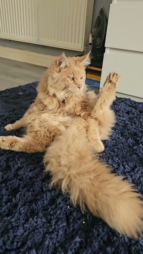 Maine Coon cats for sale: Mainecoon × Snow Lynx Bengal - Video 1