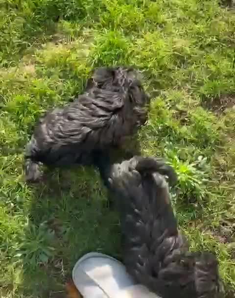 Miniature Schnauzer dogs for sale: KC Pedigree Mini Schnauzer - Video 2