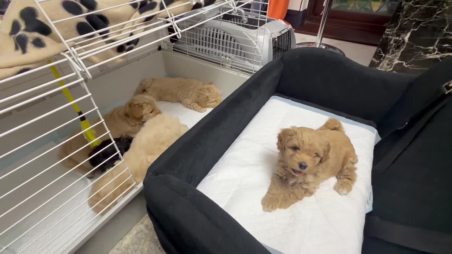 Shihpoo dogs for sale: Cute Shihpoo x Toy poodle puppies  in Stockport - Video 4