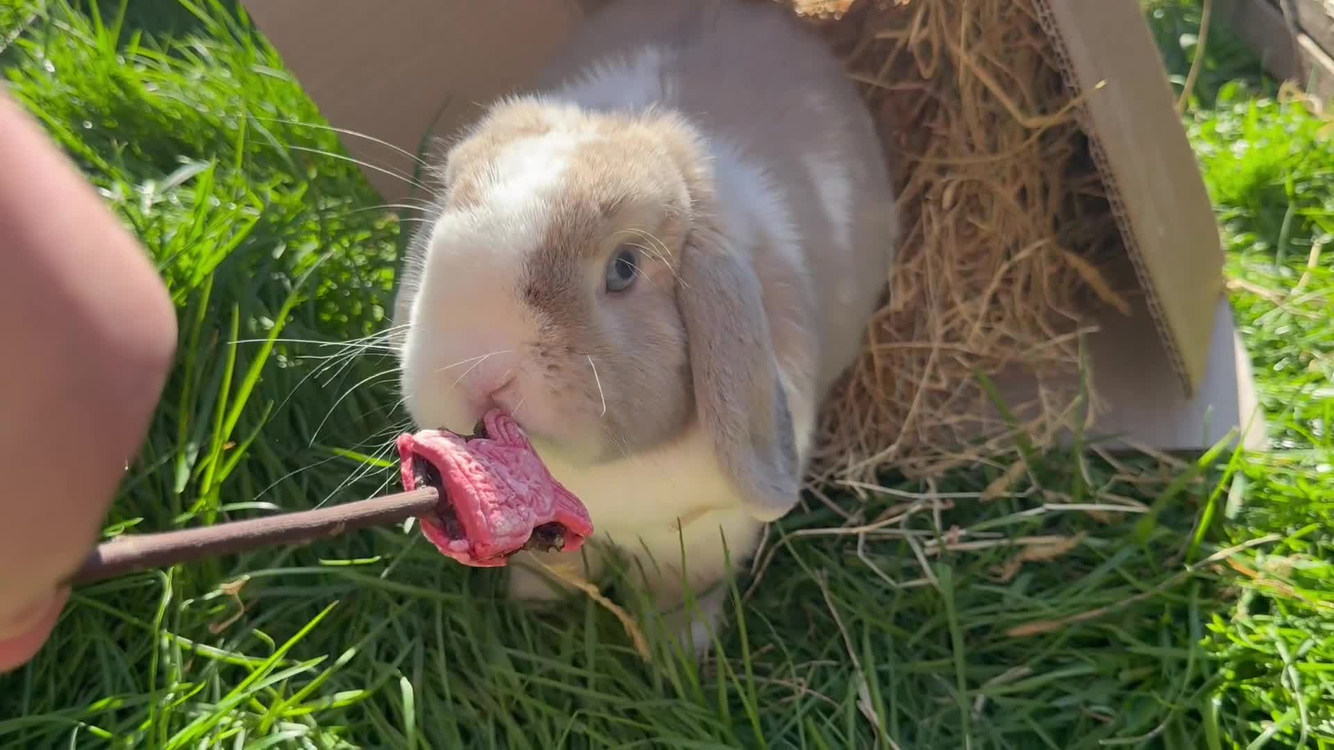 Mini Lop rabbits for sale: Mini lop  - Video 1