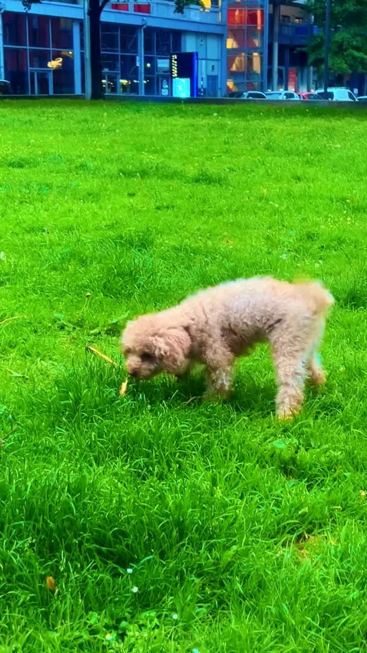 Toy Poodle dogs for sale: Toy pudle in London - Video 3