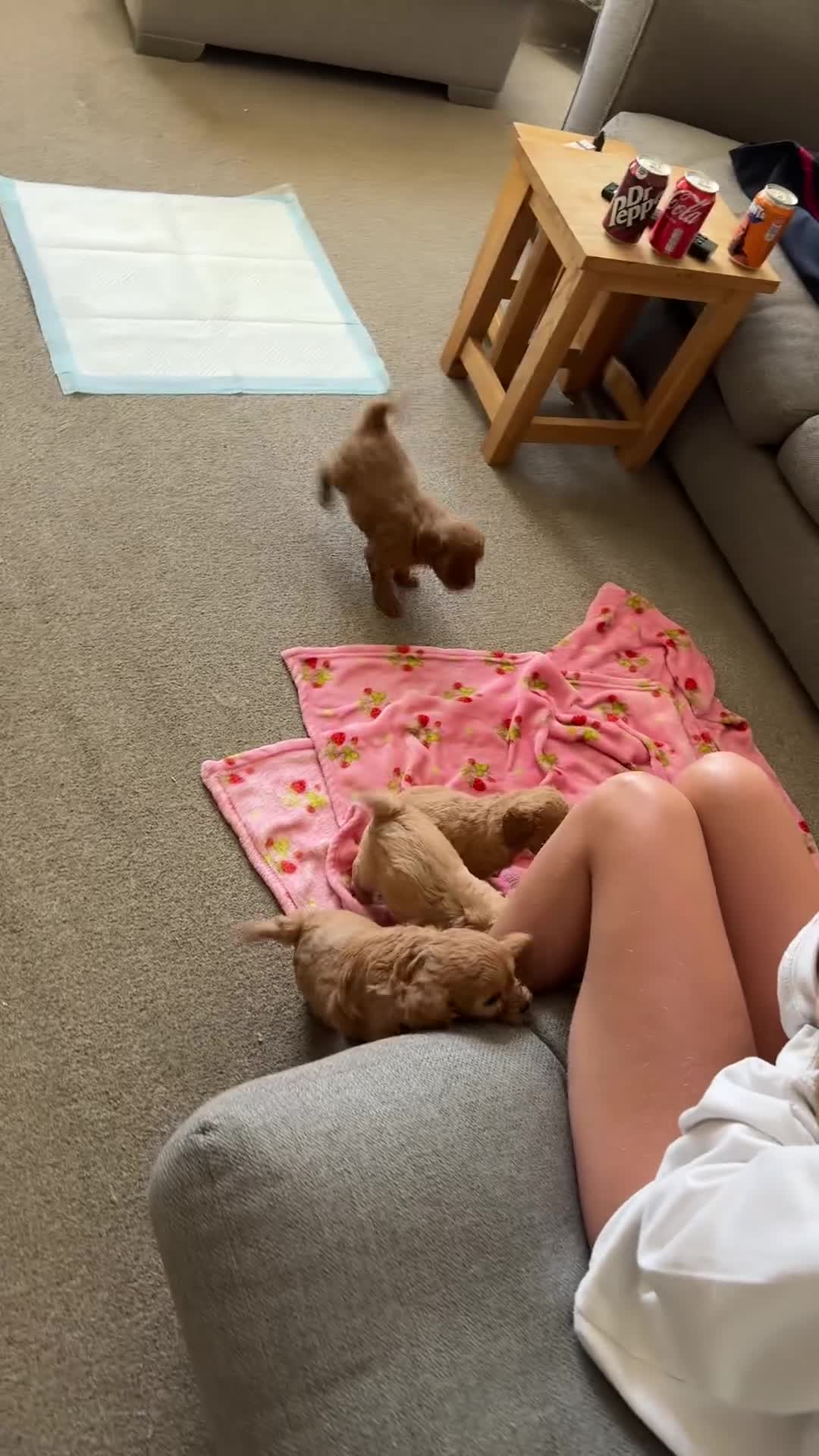 Cavachon dogs for sale: Cavapoochons  in Haverfordwest - Video 2