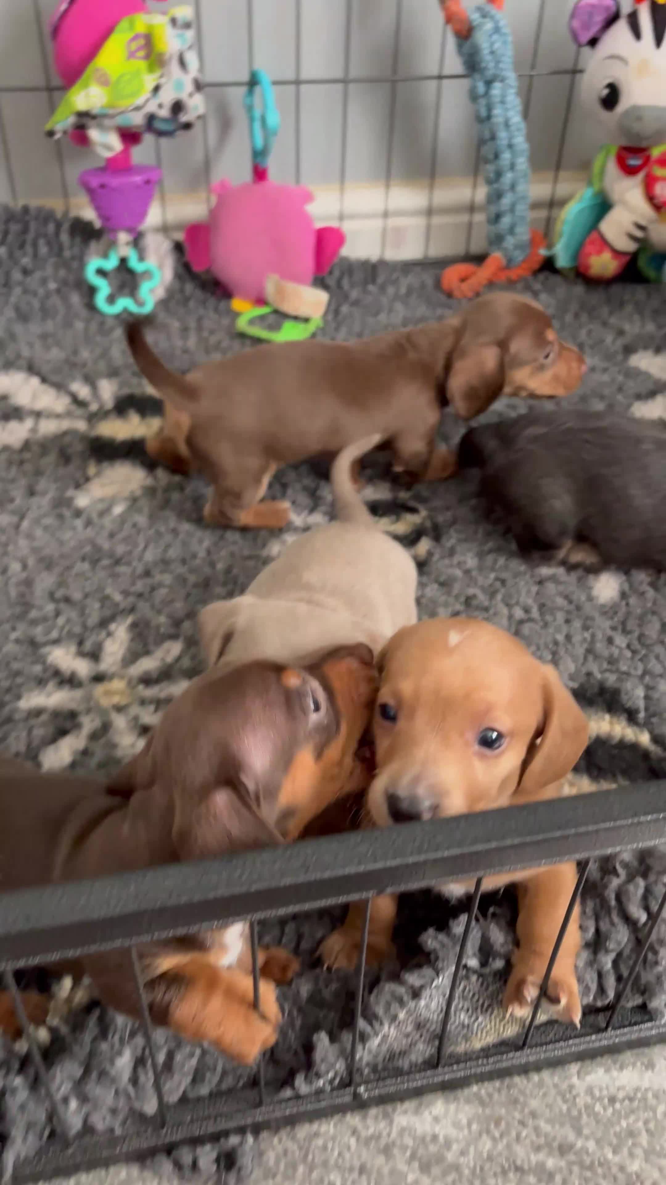 Miniature Dachshund dogs for sale: Beautiful well loved babies  in Peterborough - Video 1