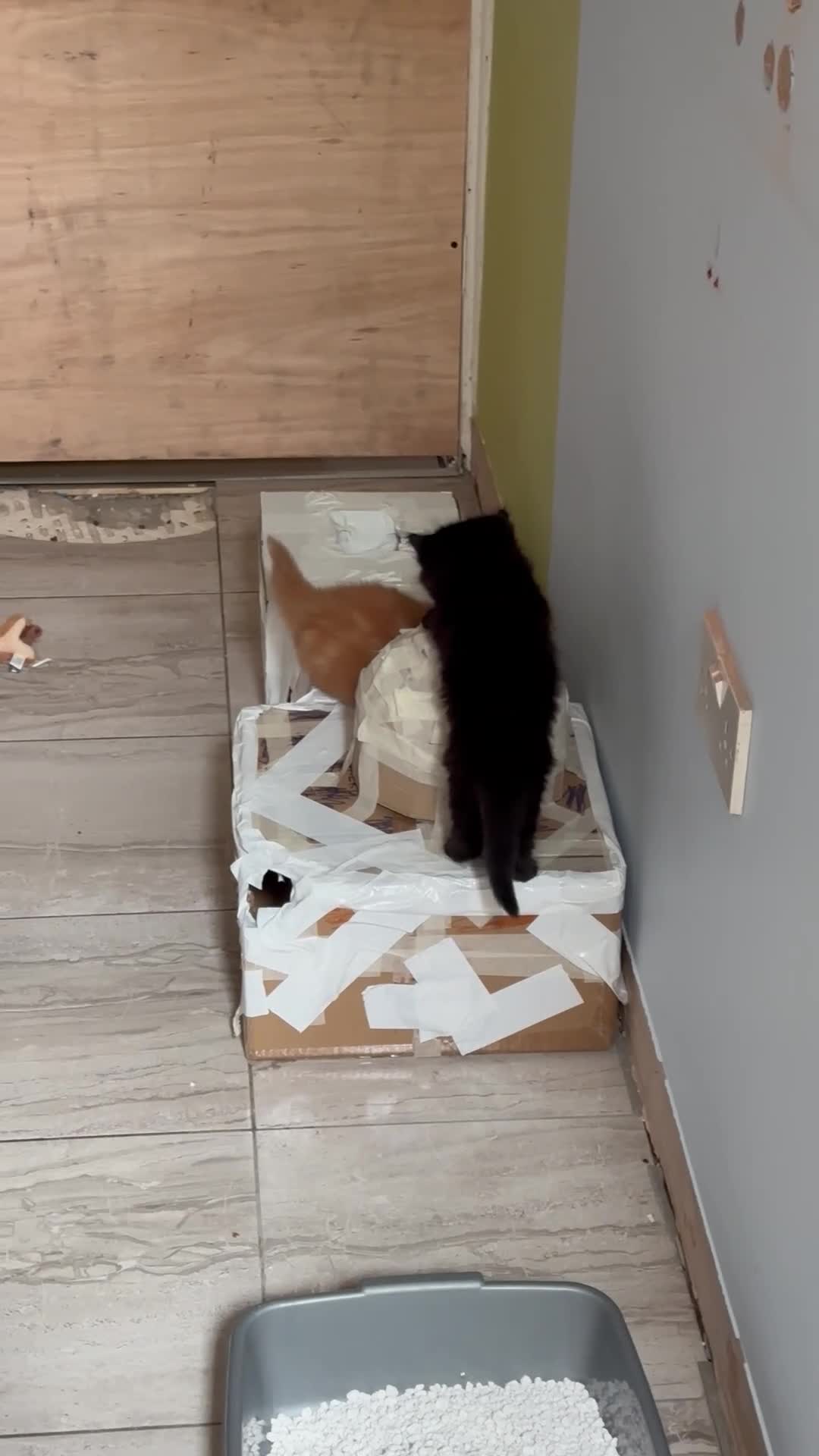 Mixed Breed cats for sale: 1 fluffy black girl is looking for a home - Video 1