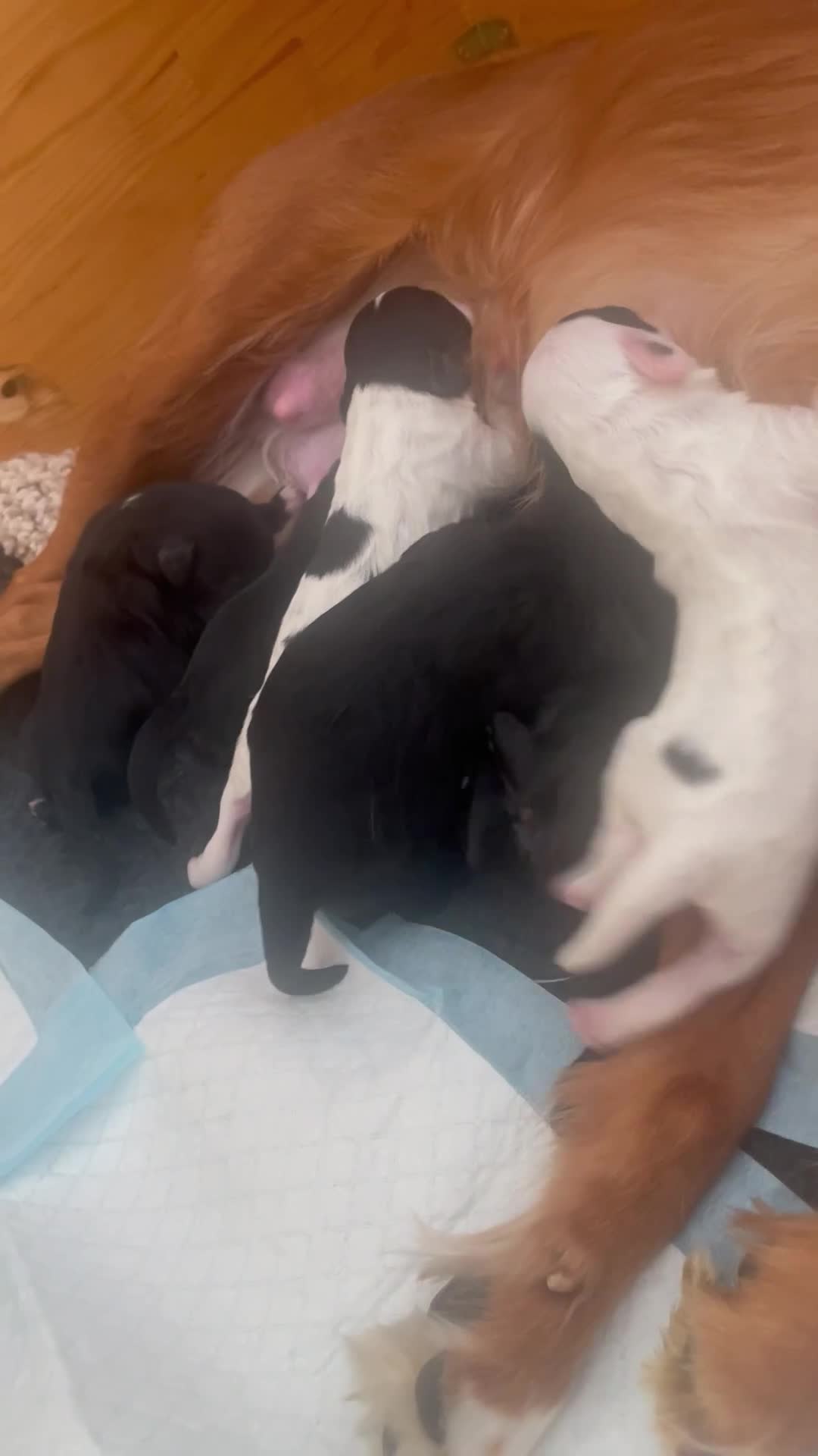Cavapoo dogs for sale: BEAUTIFUL adorable Toy Cavapoos! - Video 1