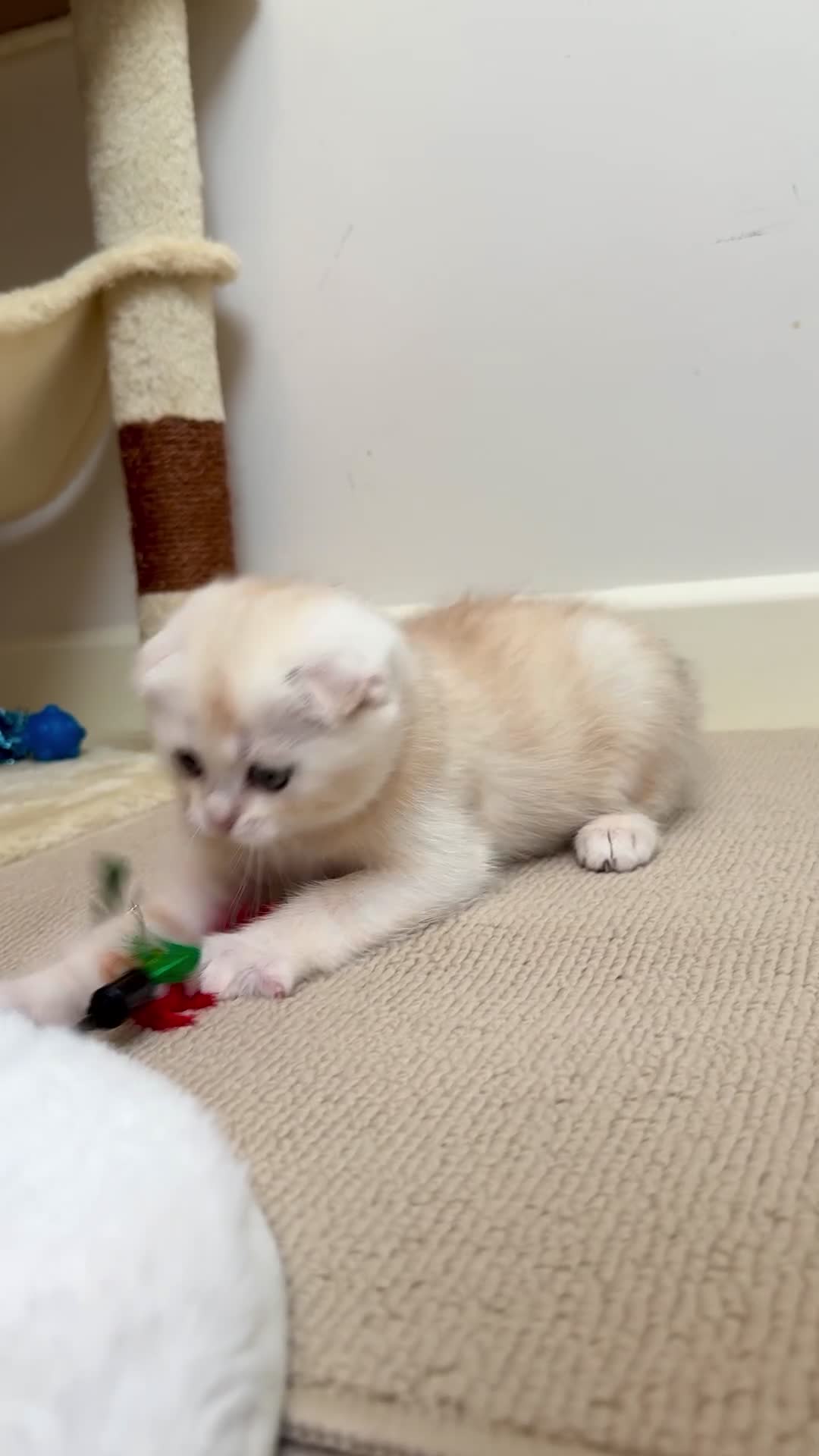 Scottish Fold cats for sale: Scottish Fold & Straight Kittens – 3 Girls 2 Boys - Video 1