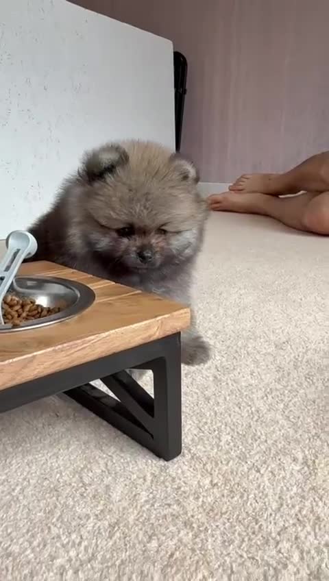 Pomeranian dogs for sale: Teddy Face Pomeranian Champion European Bloodline  - Video 2