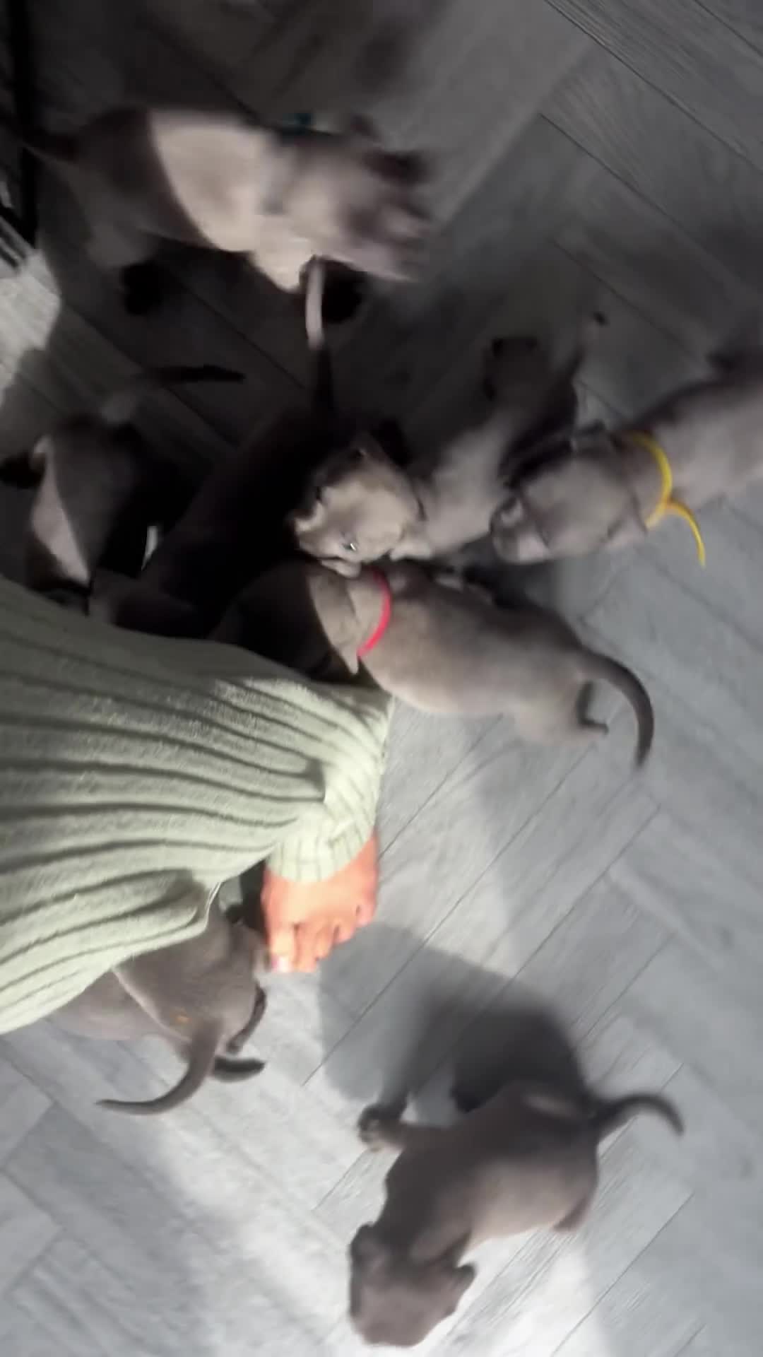 Staffordshire Bull Terrier dogs for sale: Stunning Blue Staffordshire Bull Terrier Puppies - Video 2