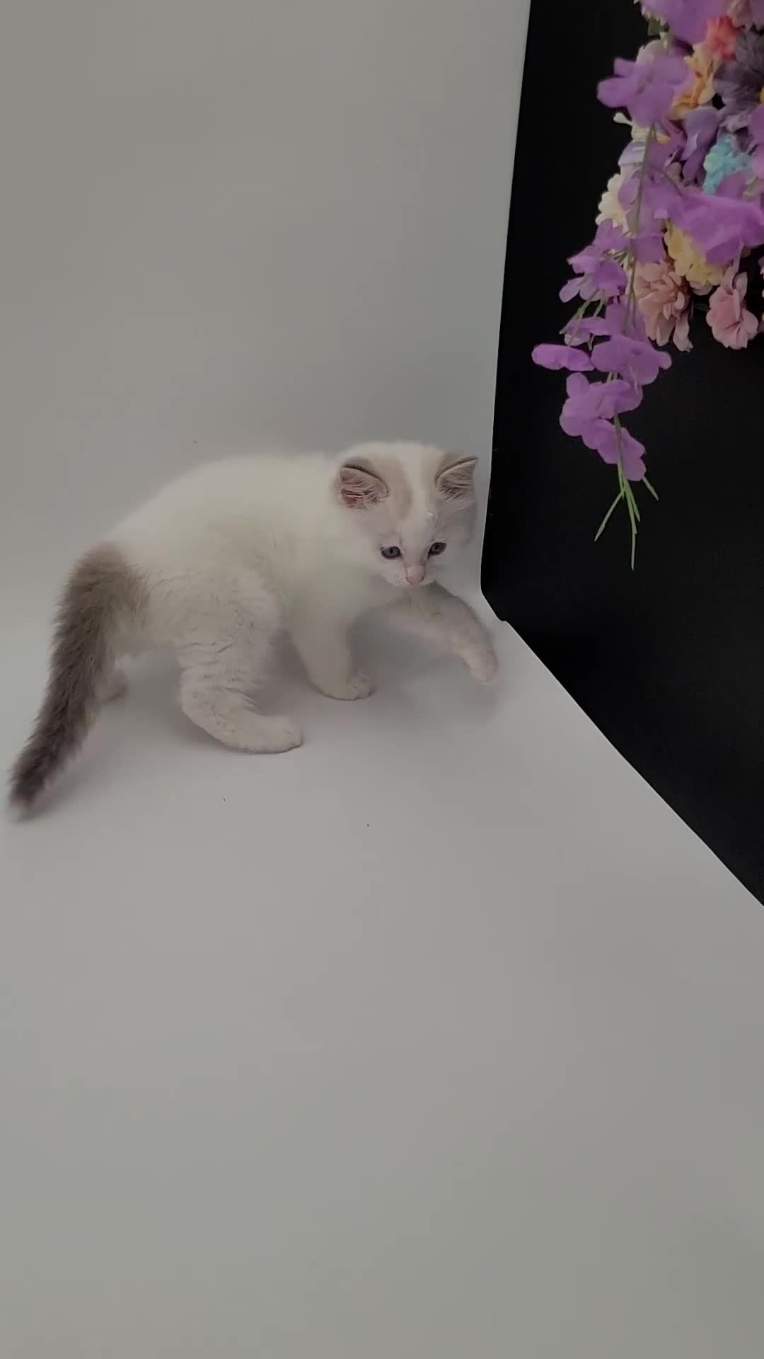 Ragdoll cats for sale: Blue bicolour tabby boy available  - Video 1