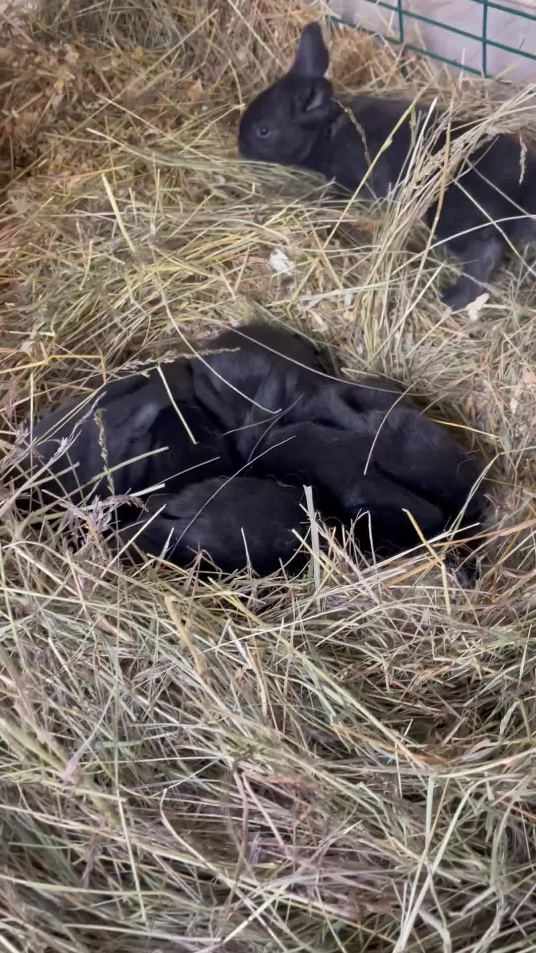 Continental Giant rabbits for sale: 💙5 week old pure bred continental giant 💙 - Video 1