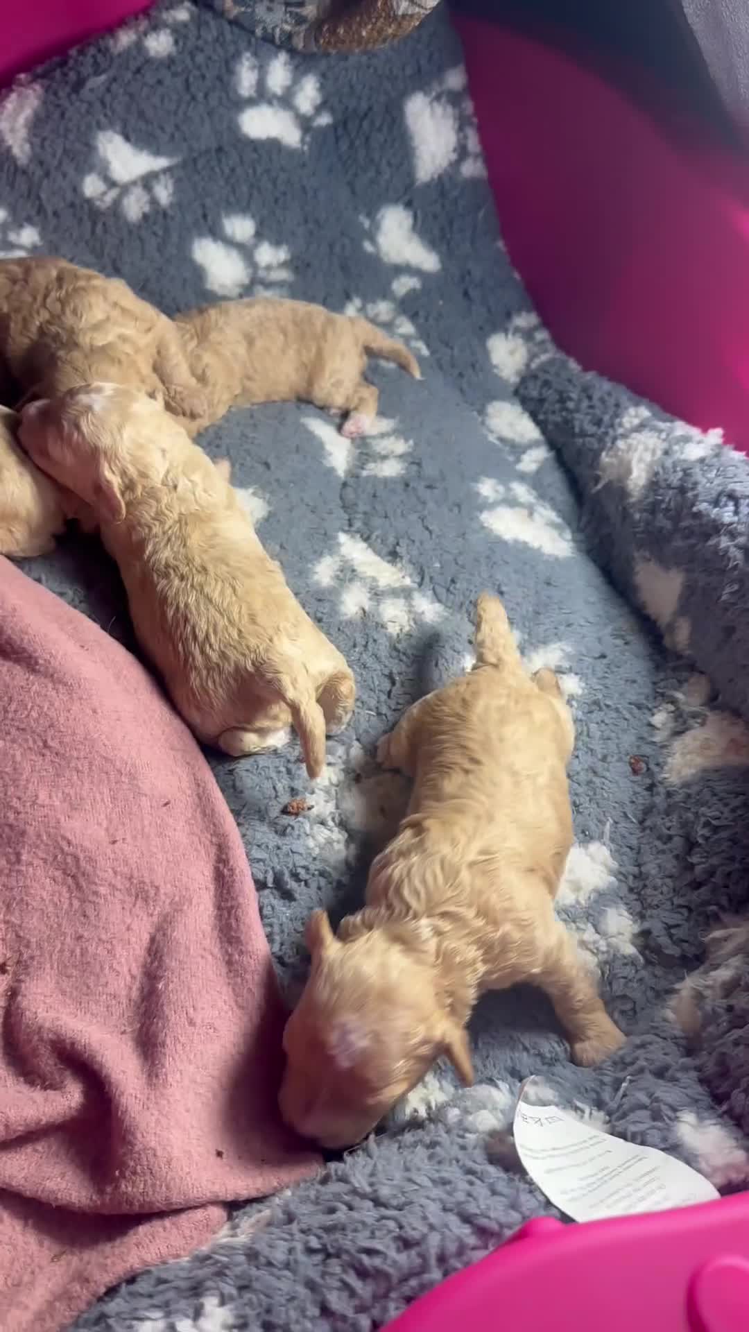 Maltipoo dogs for sale: Tiny Asian maltipoo - Video 1