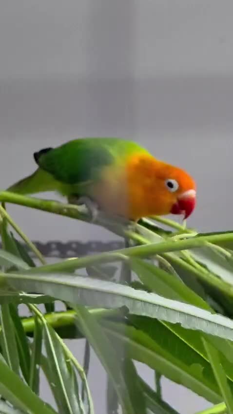 Lovebirds birds for sale: DNA sexed Male Female Lovebirds in Birmingham - Video 1