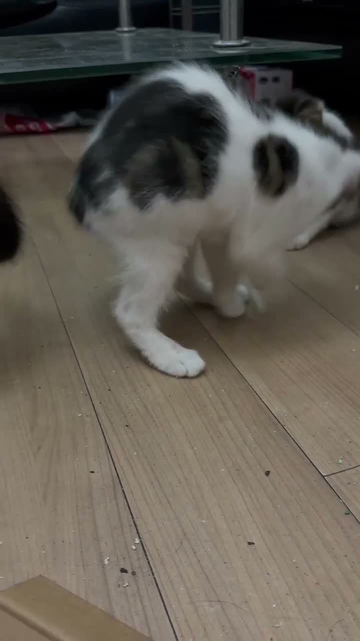 Maine Coon cats for sale: Half Maine Coon kittens  in Oldham - Video 1