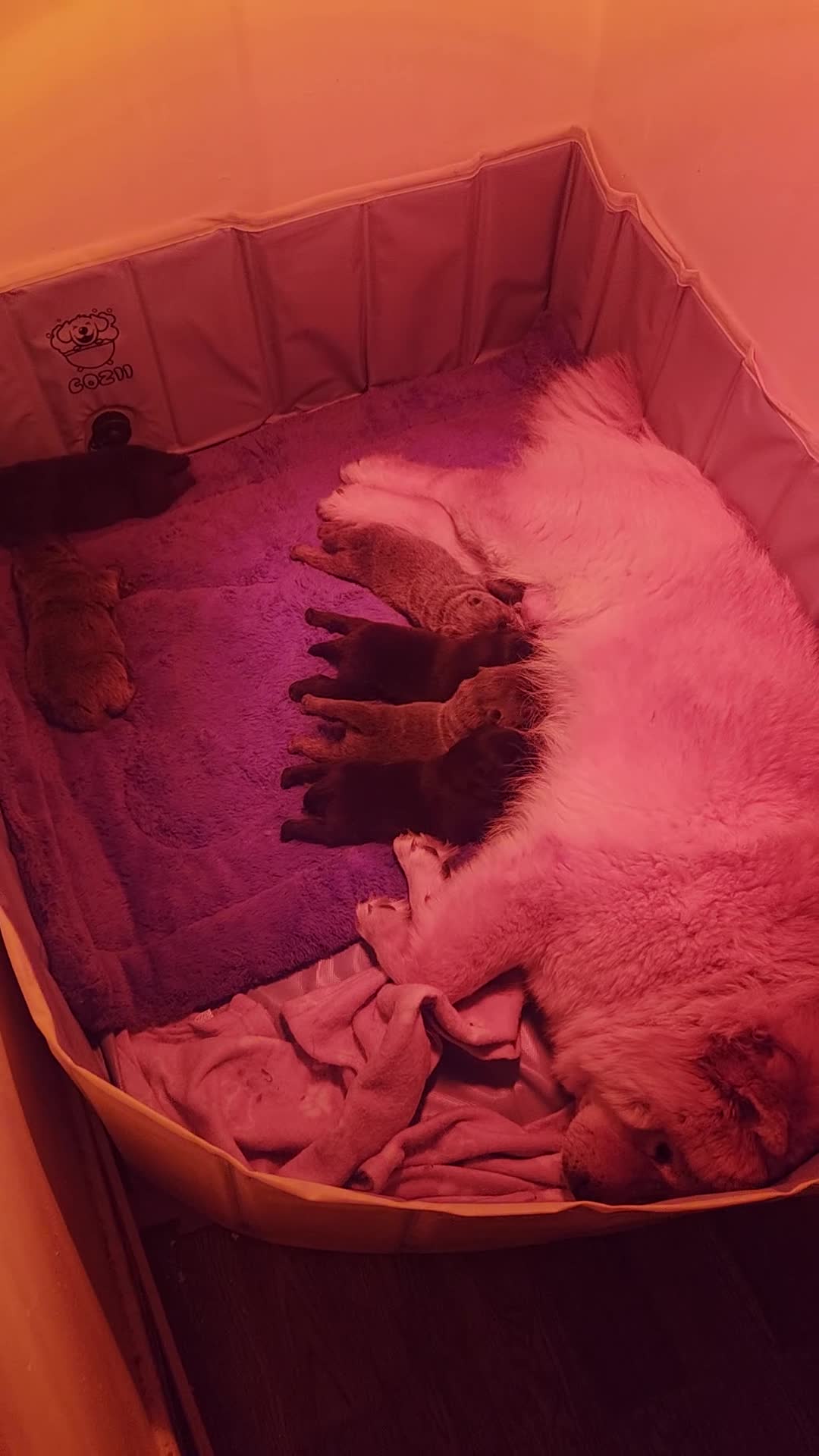 Chow Chow dogs for sale: Chow chow puppies - Video 1