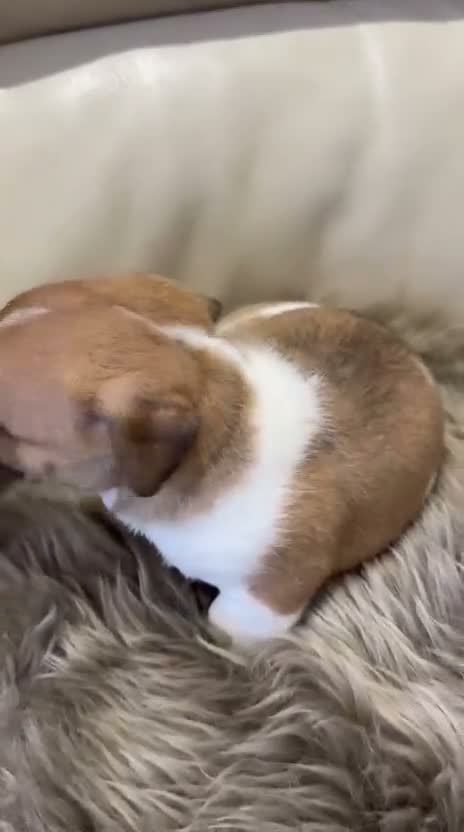 Jack Russell dogs for sale: Minature Jack Russell puppies in Hornchurch - Video 2