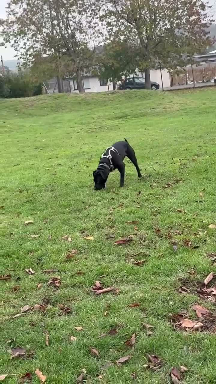 Mixed Breed dogs for sale: Beautiful 6-Month-Old Female Staffador Pebbles - Video 2