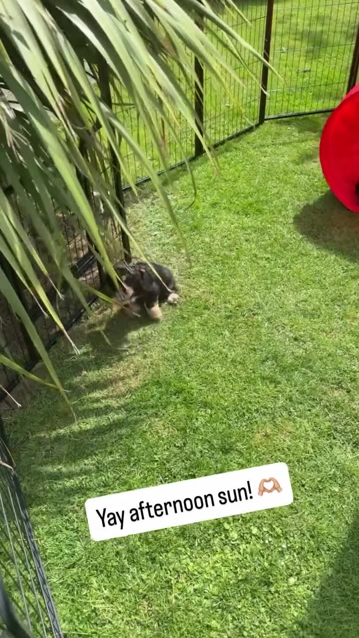 Cocker Spaniel dogs for sale: 2 Left! Stunning KC registered Show Cocker Spaniel - Video 1