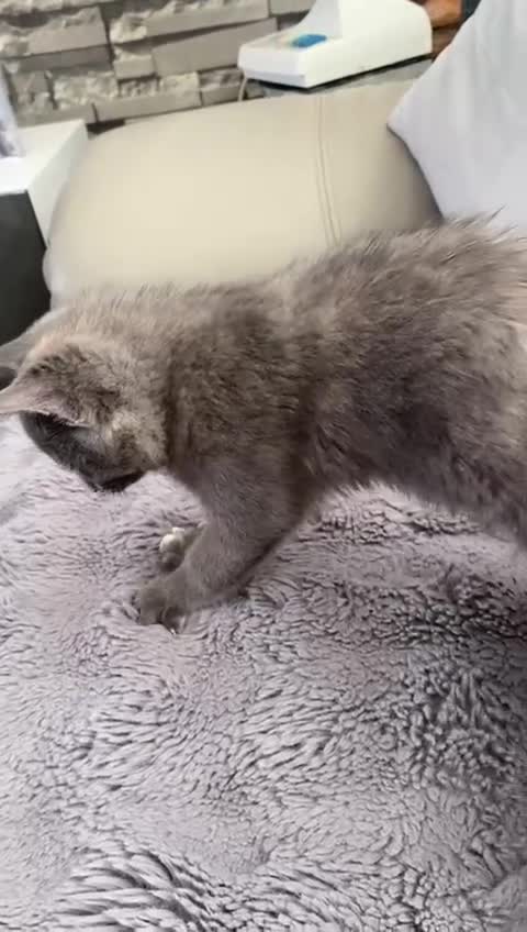 Mixed Breed cats for sale: 1 Year Old Friendly Mixed Breed Cat for Rehoming - Video 1