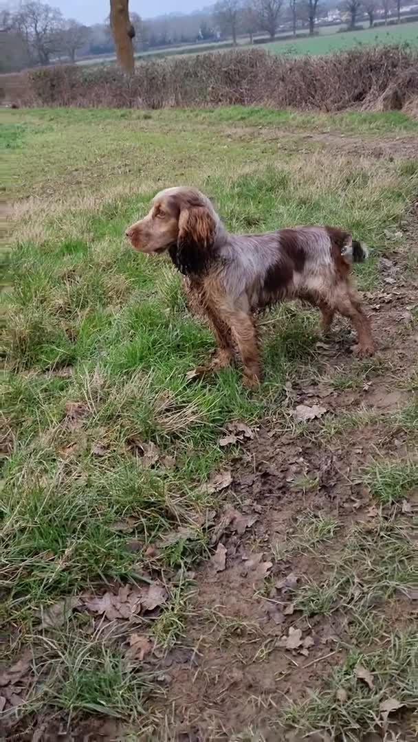 Cocker Spaniel dogs for stud: Health Tested Show Type Cocker Spaniel Stud in Betchworth - Video 2