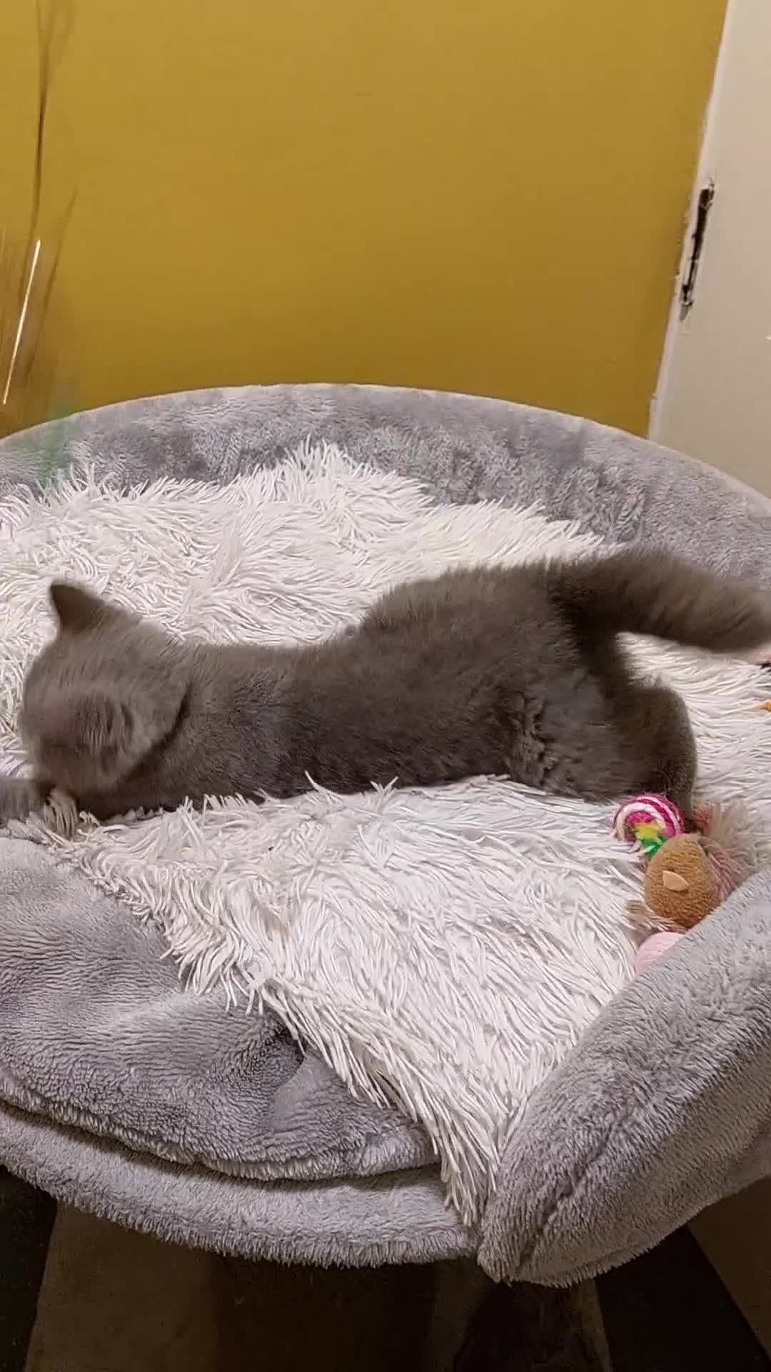 British Shorthair cats for sale: OUTSTANDING🏆PEDIGREE🎖CH SIRED in Dudley - Video 4