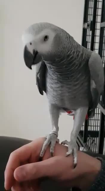 Parrots birds for sale: Congo African grey parrot - Video 1