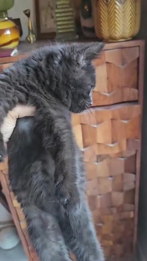 British Shorthair cats for sale: Gorgeous British Shorthair Kittens Ready Now! - Video 4