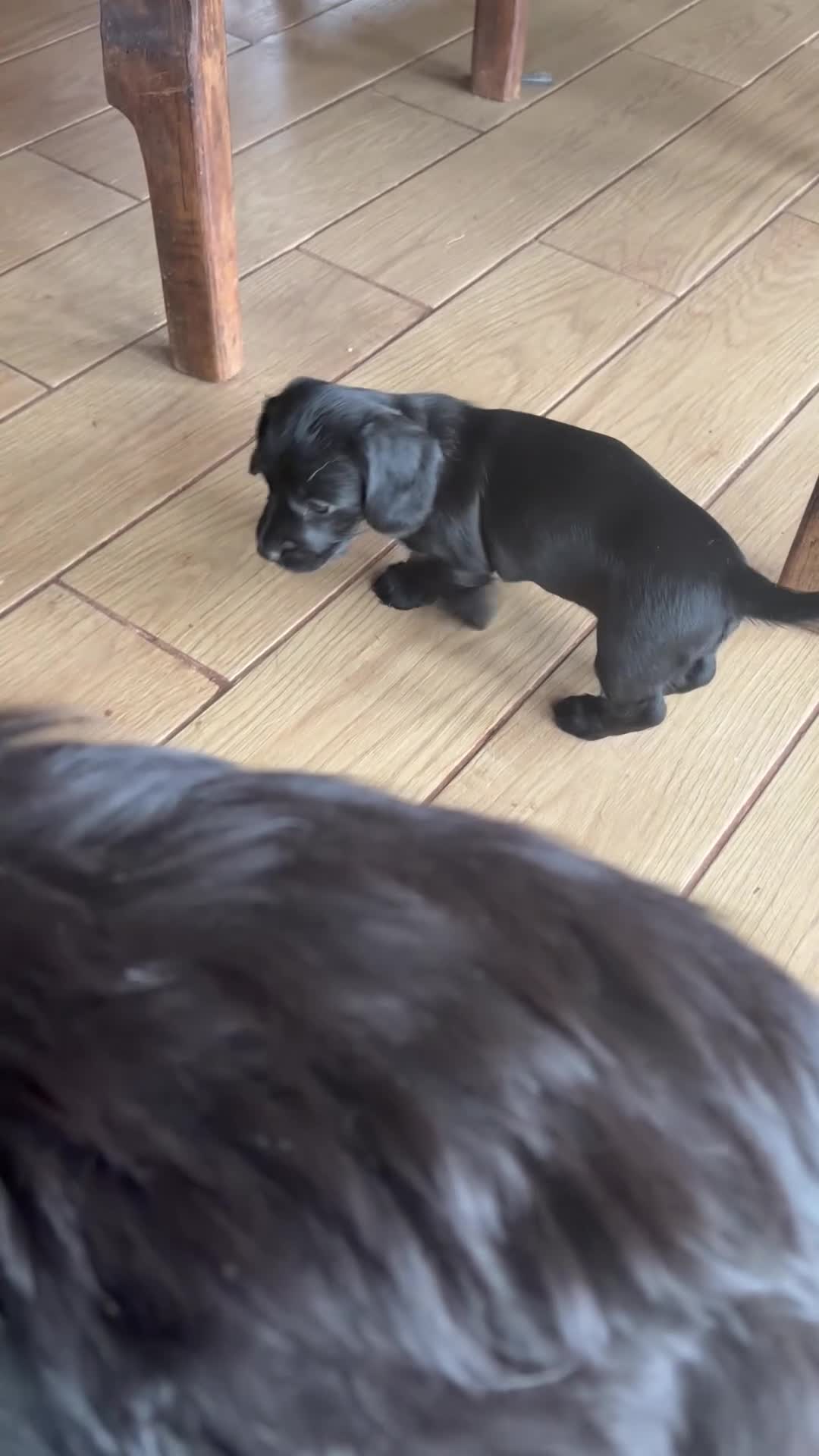 Mixed Breed dogs for sale: Miniature wirehaired Dachshund X Cocker Spaniel  - Video 3