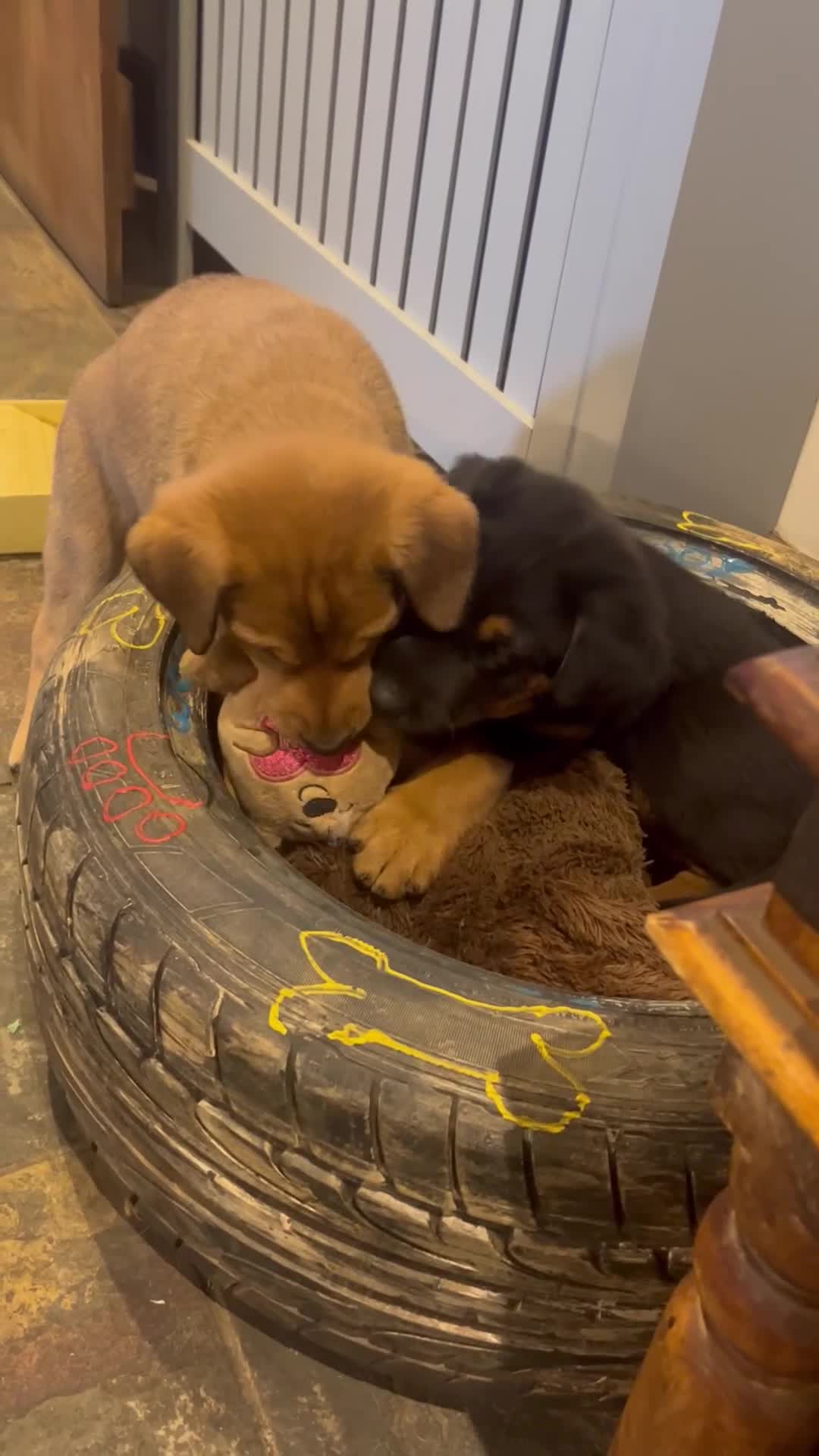 Dobermann dogs for sale: Doberman x Belgian Shepherd  - Video 1