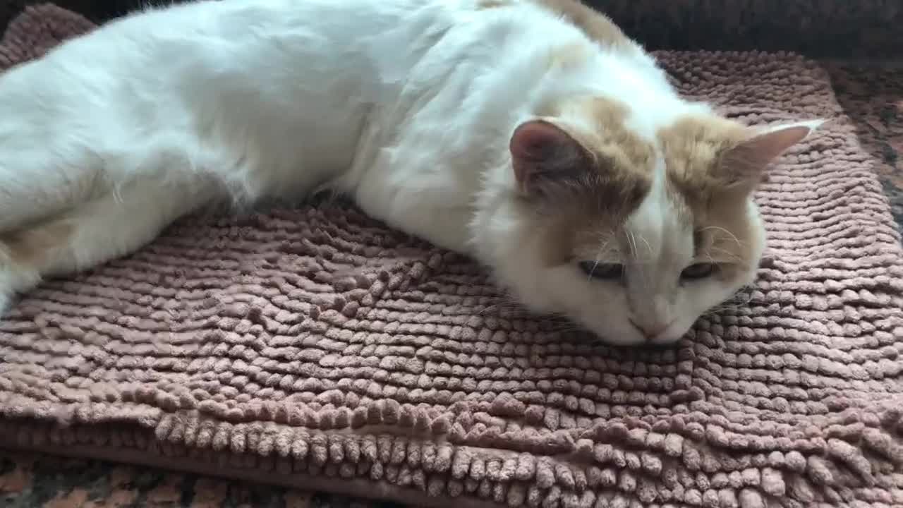 Mixed Breed cats for adoption: TEAPOT ! - THE MOST AFFECTIONATE BOY YOU CAN ADOPT - Video 4