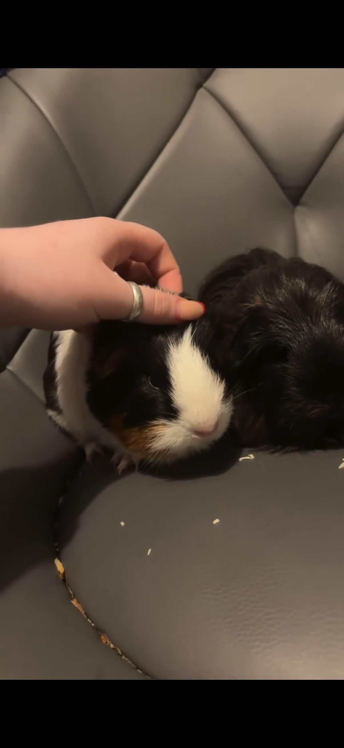 Guinea Pig rodents for sale: Mix of guinea pigs - Video 1