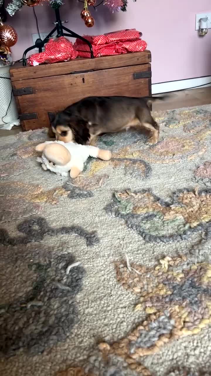 Cocker Spaniel dogs for sale: KC registered, health tested, Show cocker spaniels - Video 4