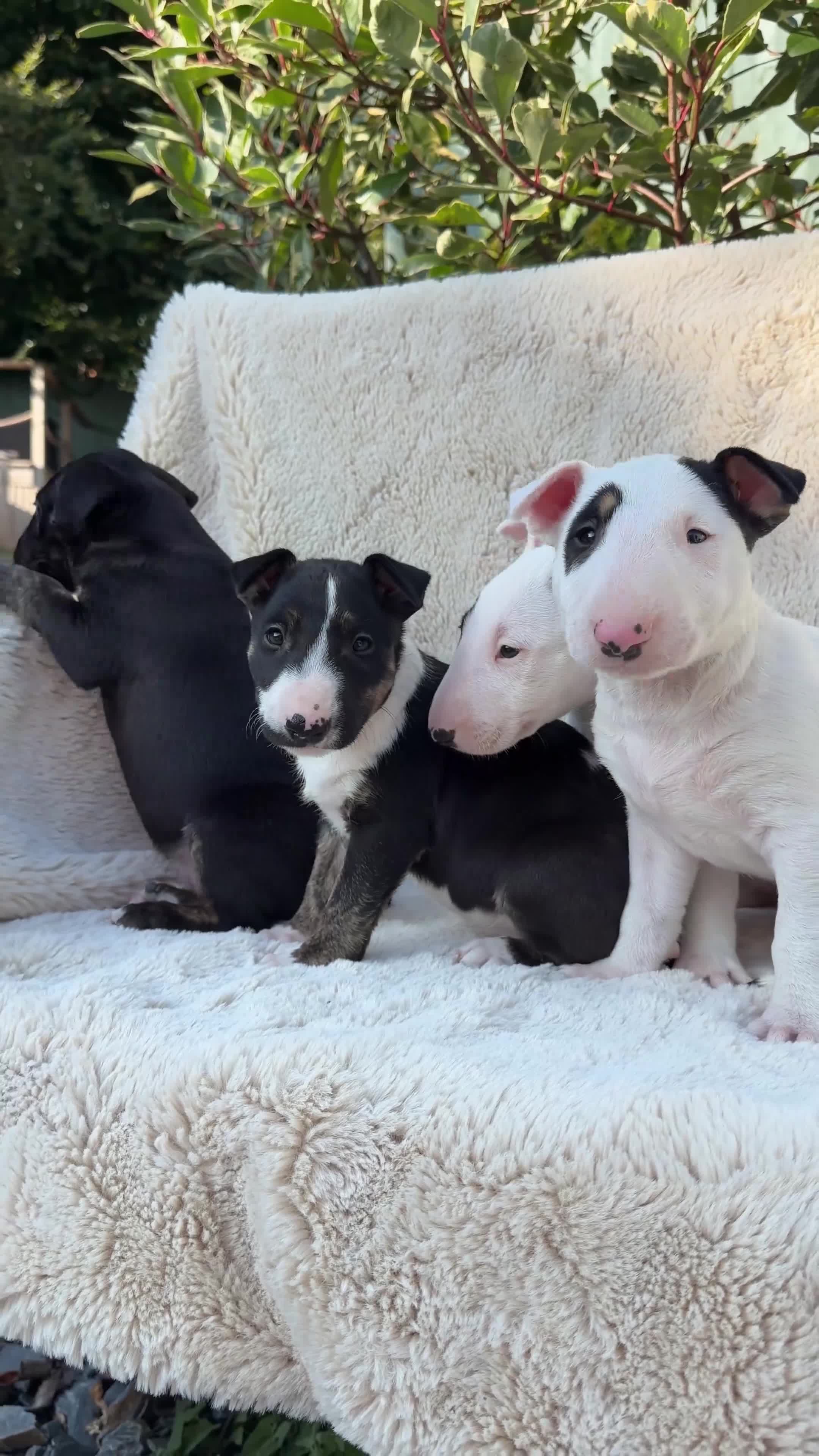 English Bull Terrier dogs for sale: Champion Bloodline English Bull Terrier Puppies - Video 2