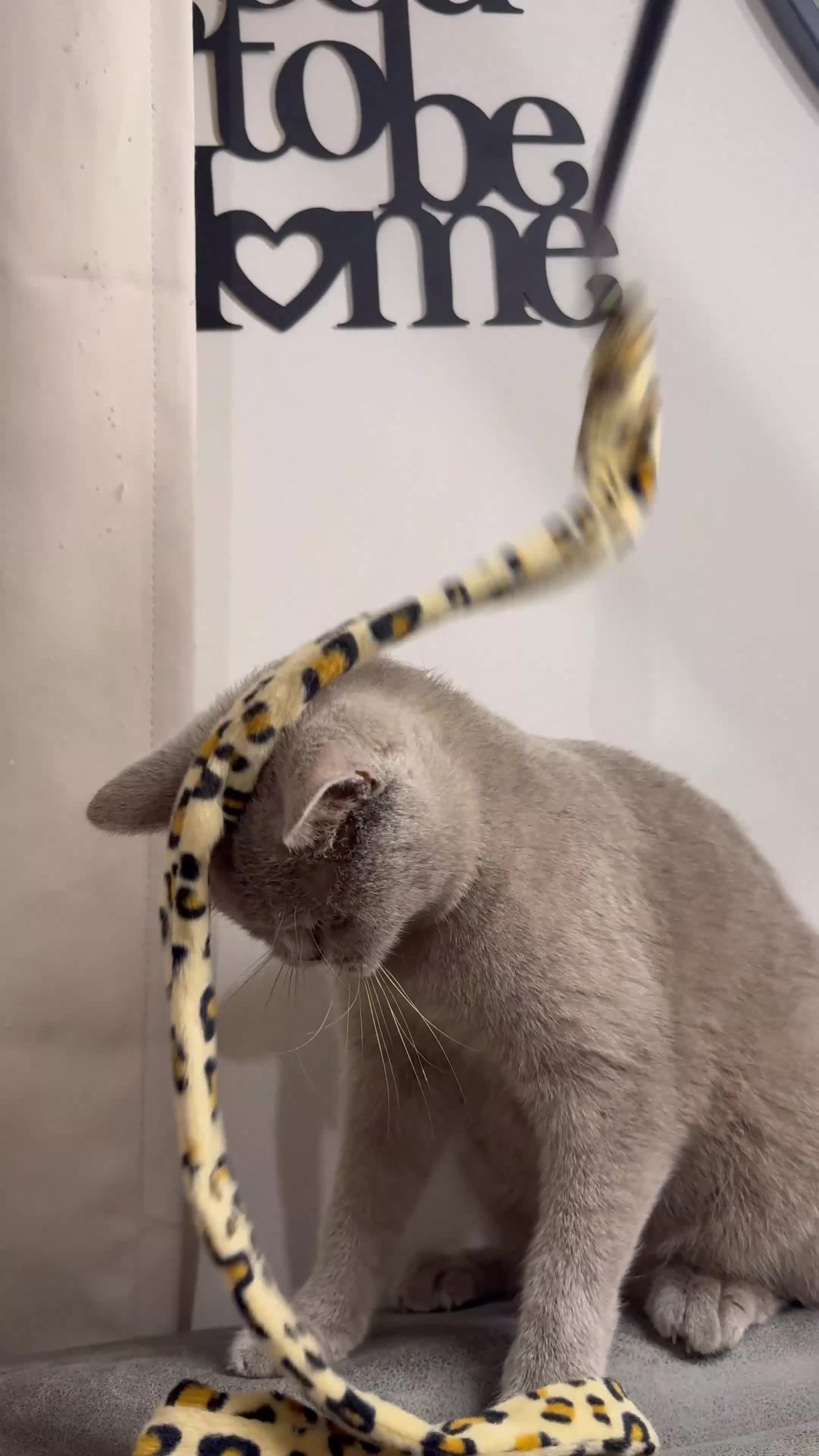 British Shorthair cats for sale: ❤️Cuddly Rare Pure Bsh Lilac looking 4 loving Home - Video 2