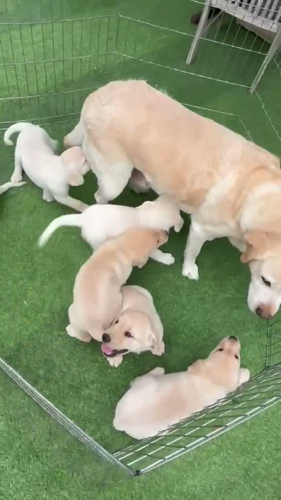 Labrador Retriever dogs for sale: Labrador puppies in South Ockendon - Video 1