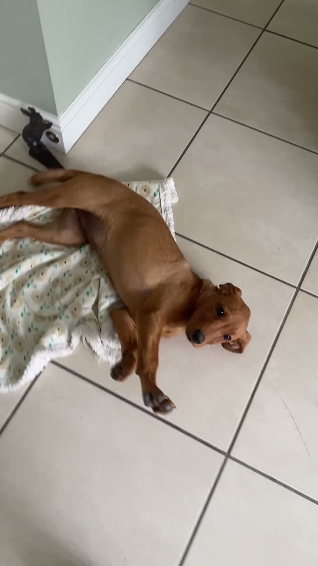 Labrador Retriever dogs for sale: KC Reg Fox Red Lab Puppy, Health Tested Parents in Street - Video 3