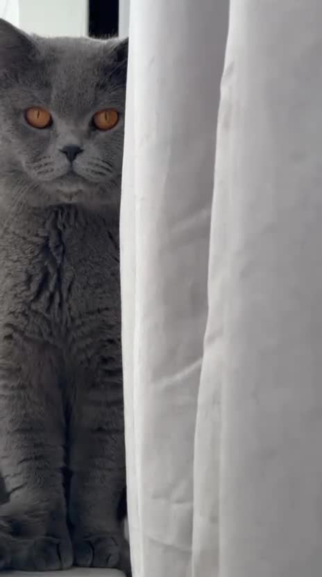 British Shorthair cats for stud: British shorthair  - Video 1
