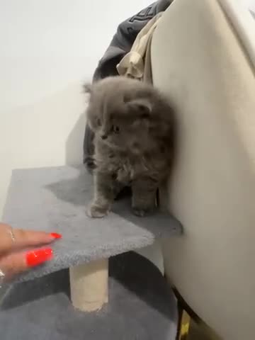 British Longhair cats for sale: British blue girl longhair  - Video 1