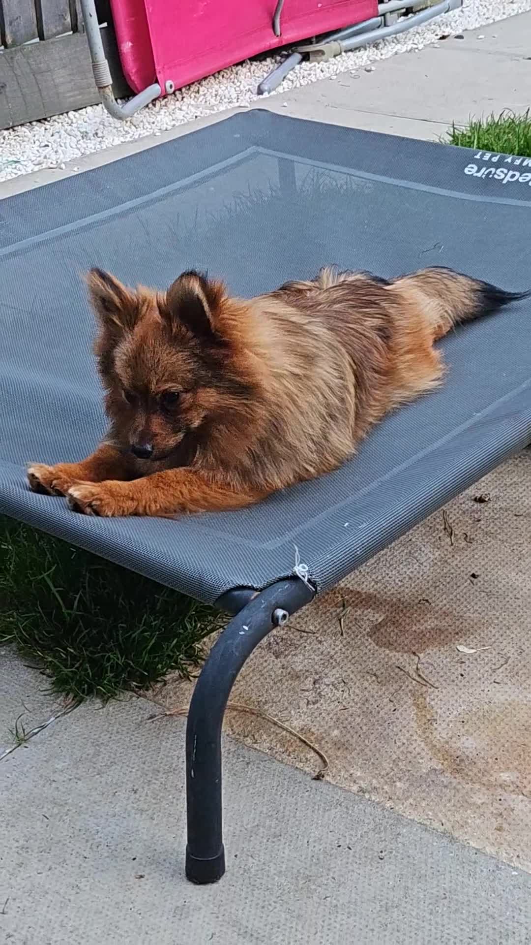 Pomeranian dogs for stud: Prince pomeranian  - Video 1