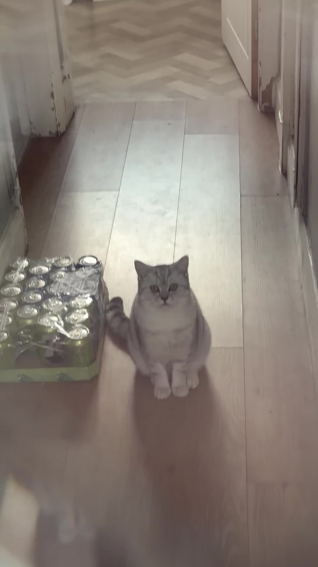 British Shorthair cats for sale: British short hair bloodline champion  - Video 1