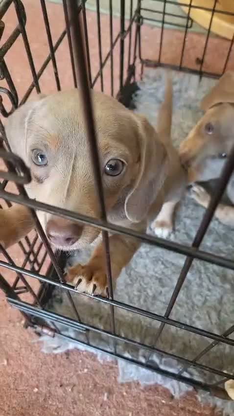 Miniature Dachshund dogs for sale: Belle - Video 2