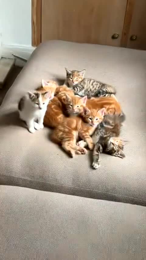 Domestic Shorthair cats for sale:  Adorable Kittens Looking for Their Forever Homes - Video 4